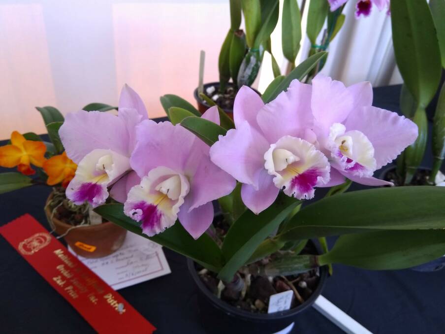 An orchid entered into a past Maitland and Coalfields District Orchid Society winter show. Picture supplied