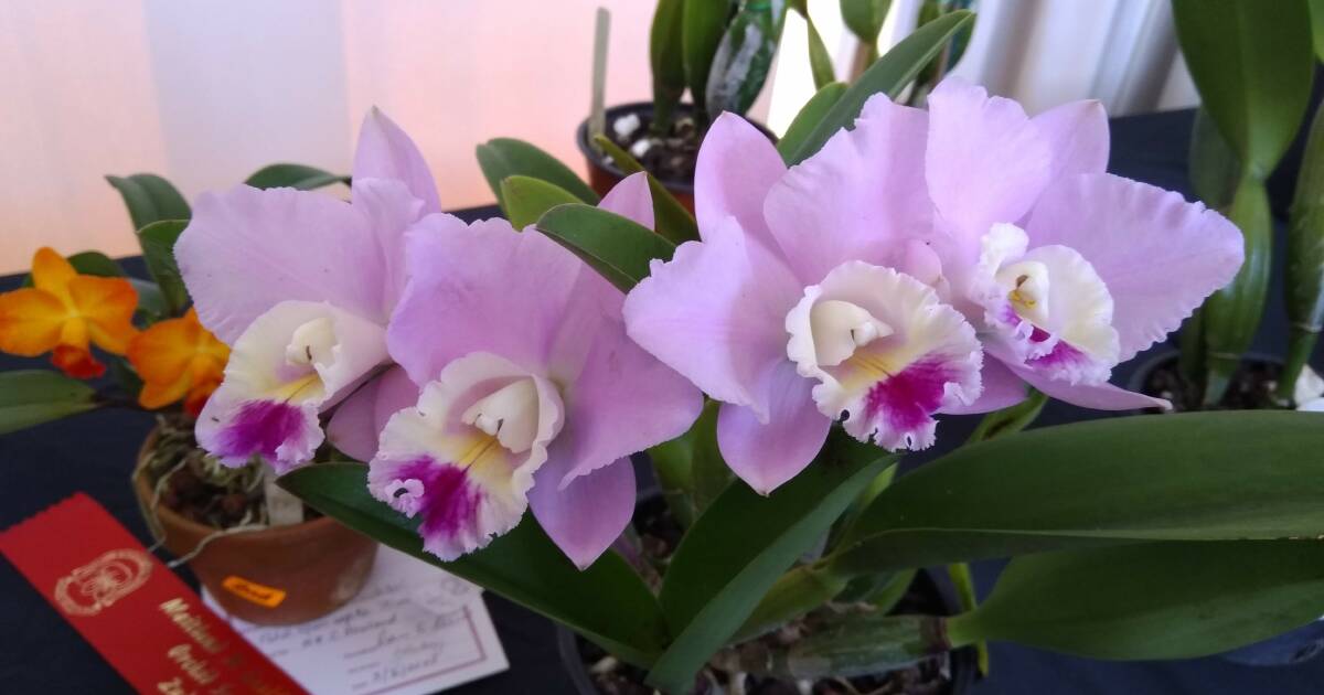 Orchid show, markets and the picnic train – here’s what’s on this weekend