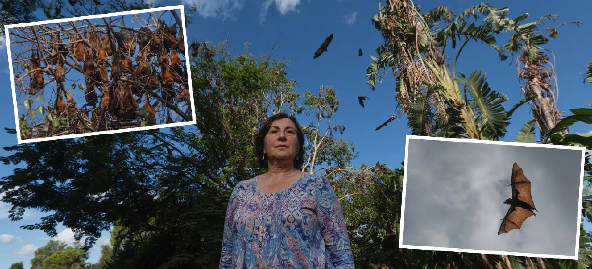 The Regents Park accommodation owner Sarina Klages with flying foxes overhead, and inset, flying foxes at Regent Street. Pictures by Marina Neil
