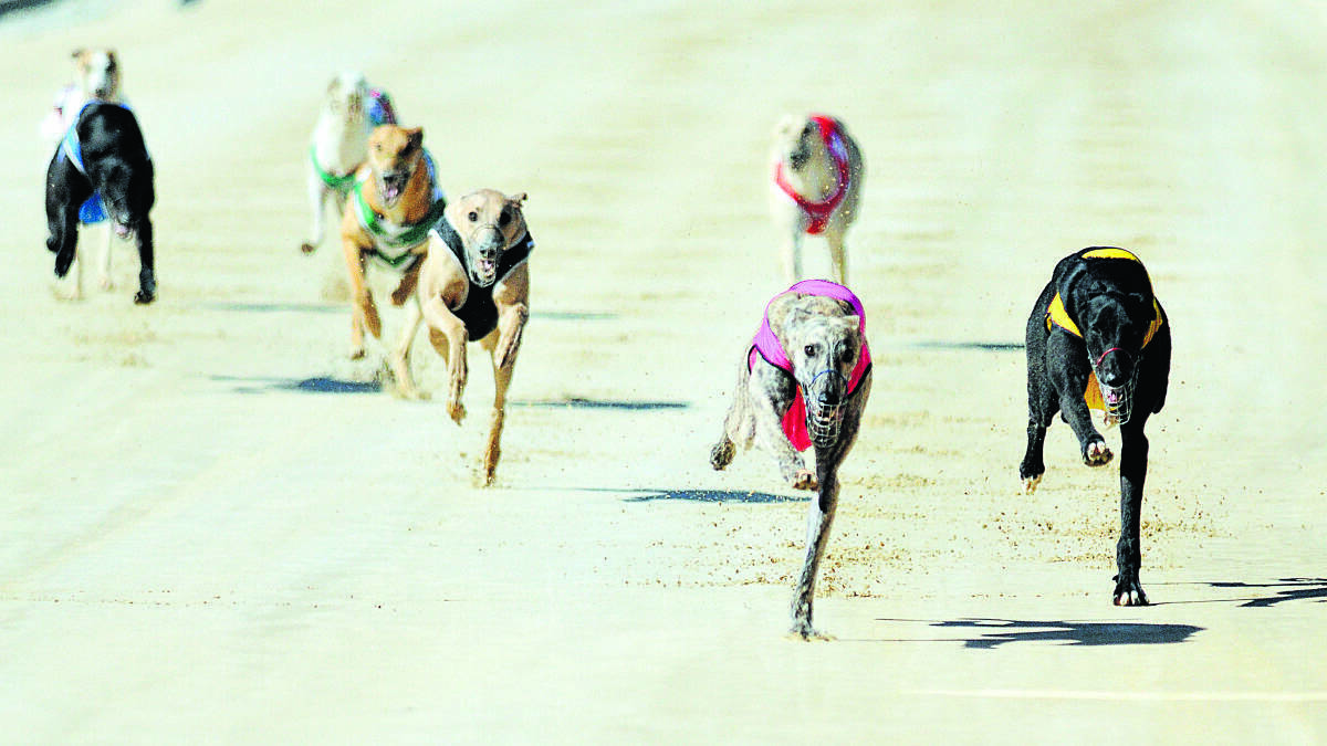 THURSDAY RACES: Maitland Greyhound Club's 11-race meeting on Thursday starts at 3.23pm.