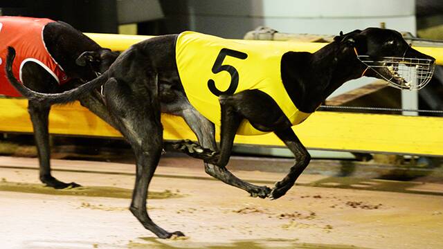 CHAMPION STUD: Magic Sprite's sons Chevy Bandit and Wild Walter are in contention for the Maitland Greyhound Club's Monthly Medal. Picture: Courtesy of Greyhound Racing Victoria