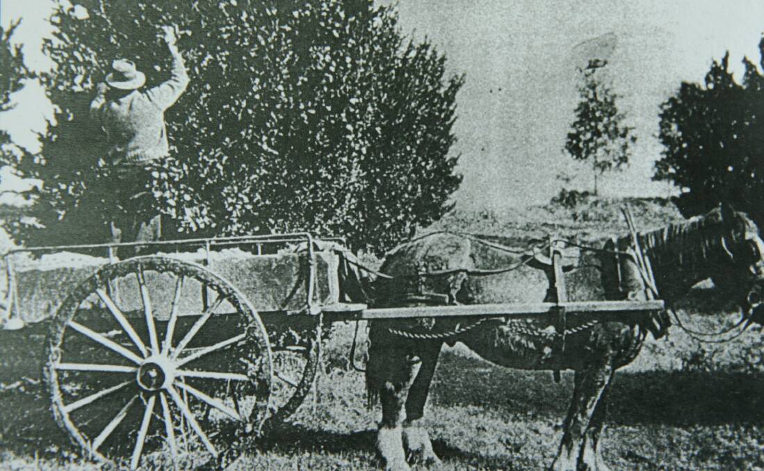 TIMES PAST: Harvesting Paterson oranges from the back of a horse-drawn cart. Picture: PATERSON HISTORICAL SOCIETY