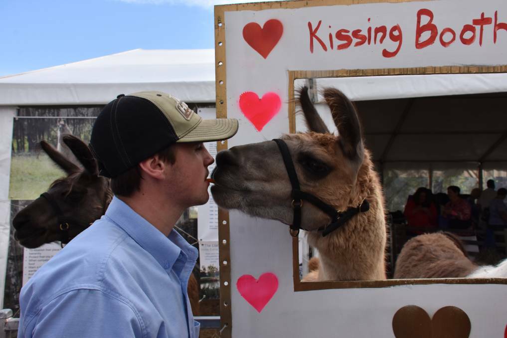 KISSING LLAMAS: Tocal College student Miller Tomlin kisses one of the llamas at the kissing booth. 