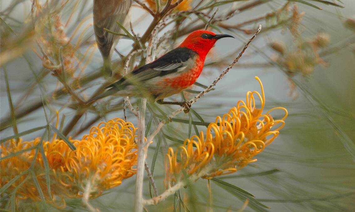 WELCOME VISITOR: The strikingly coloured Scarlet Honeyeater is found all along the east coast, from Queensland down to Victoria.
