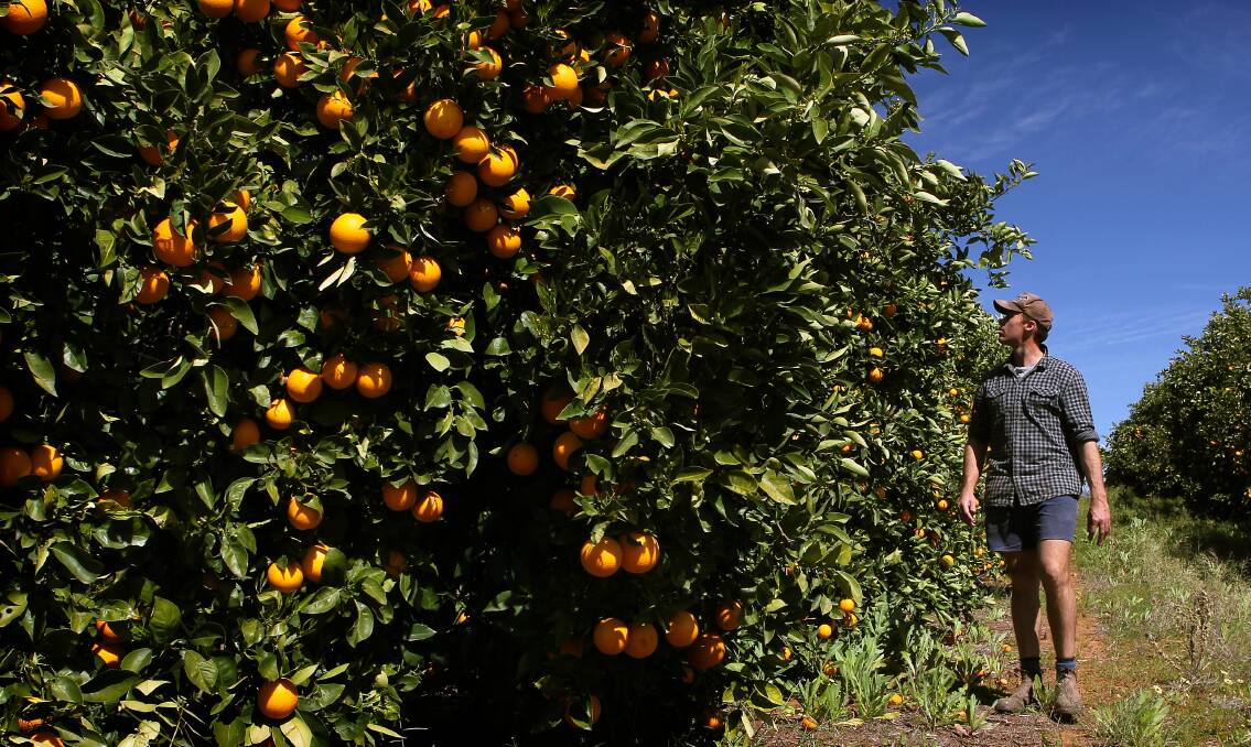 GET WORKING NOW: Some prudent work on your citrus trees now will help ensure plenty of good fruit this season.