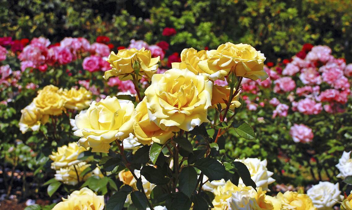 REAP THE REWARDS: Some careful maintenance of your roses now  should help ensure a colourful reward in a few months.