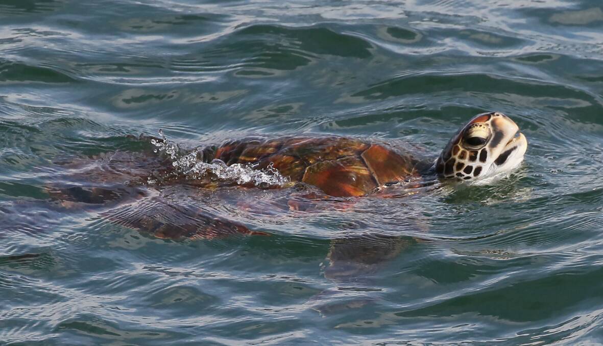 HERE'S LOOKING AT YOU: The Green Turtle pops his head up to take a look at his photographer at Nobbys.