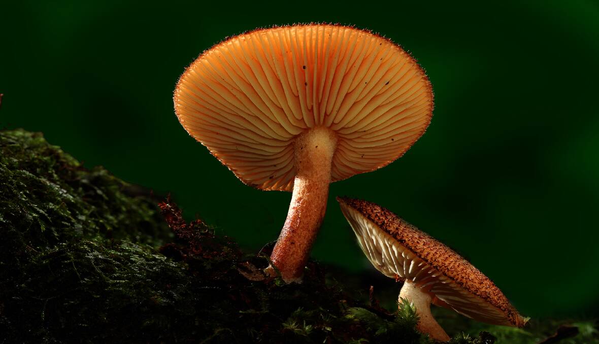 WORTH THE EFFORT: There's a real knack to photographing fungi, but then end results are well worth the trouble.