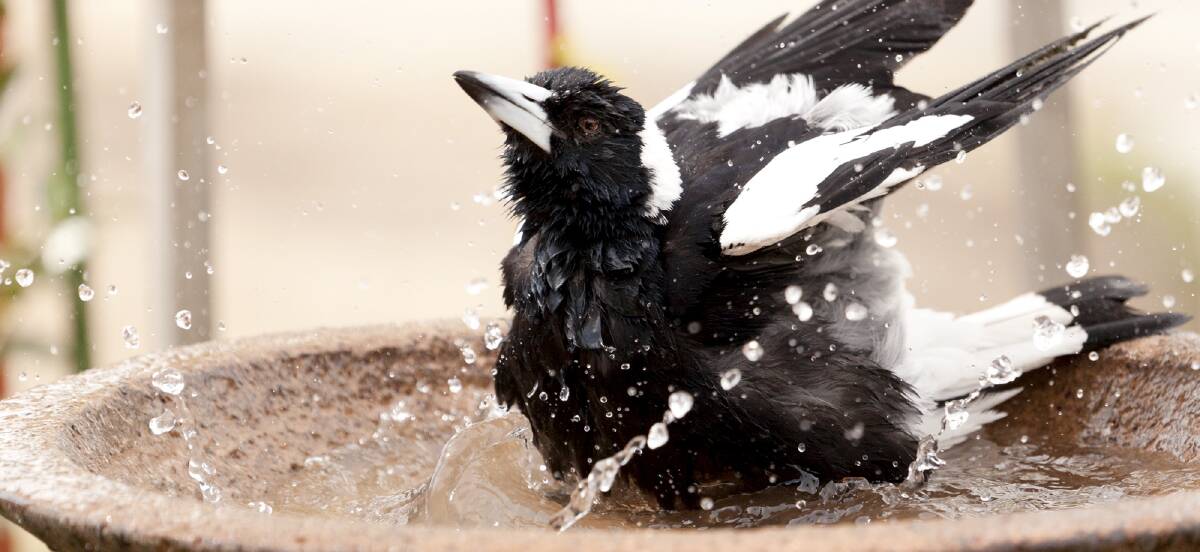 COOLING OFF: A bird bath is always a good way to attract more birdlife to your garden.