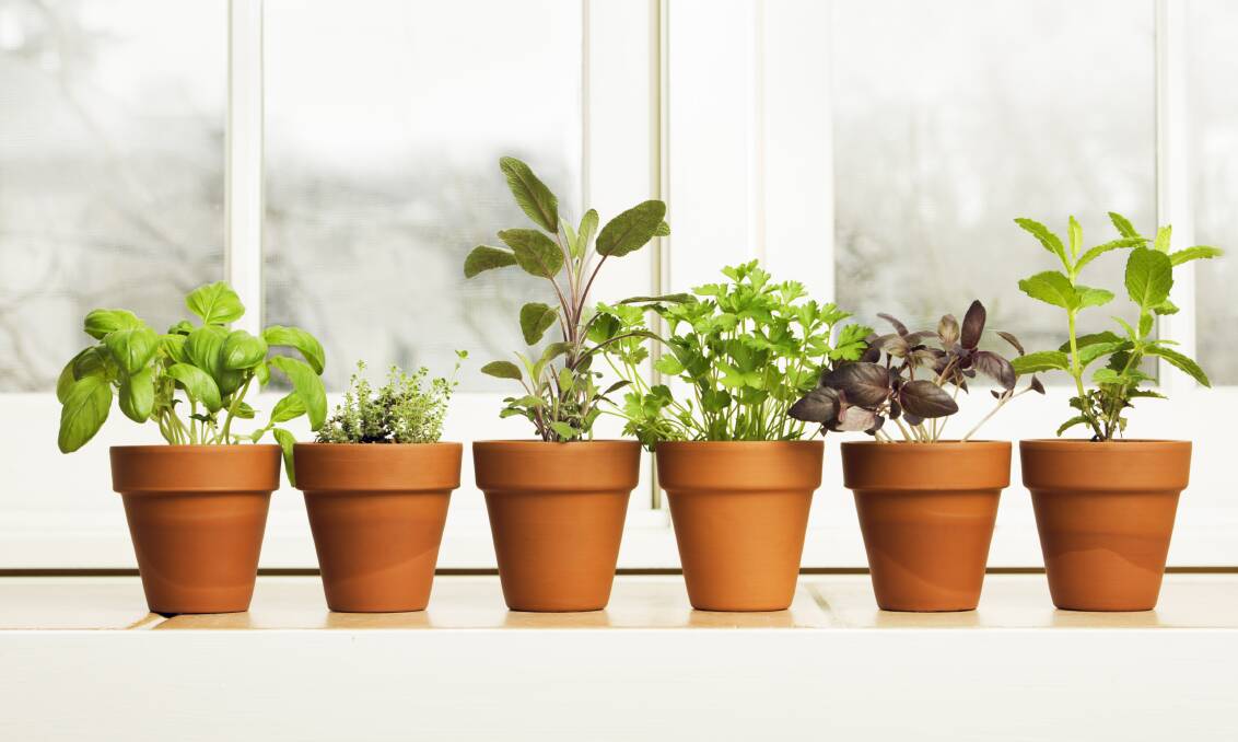 GIVE THEM SOME ATTENTION: Now is the time to ensure your pot plants are healthy and happy.  