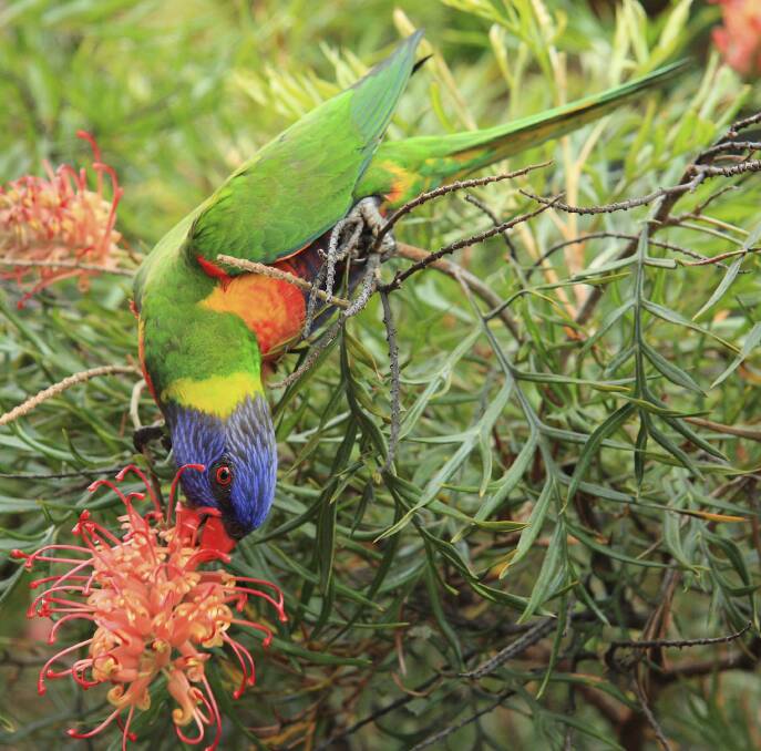 POPULAR VISITOR: With the right plantings, the brightly coloured rainbow lorikeet is a common sight in Hunter Valley gardens. 