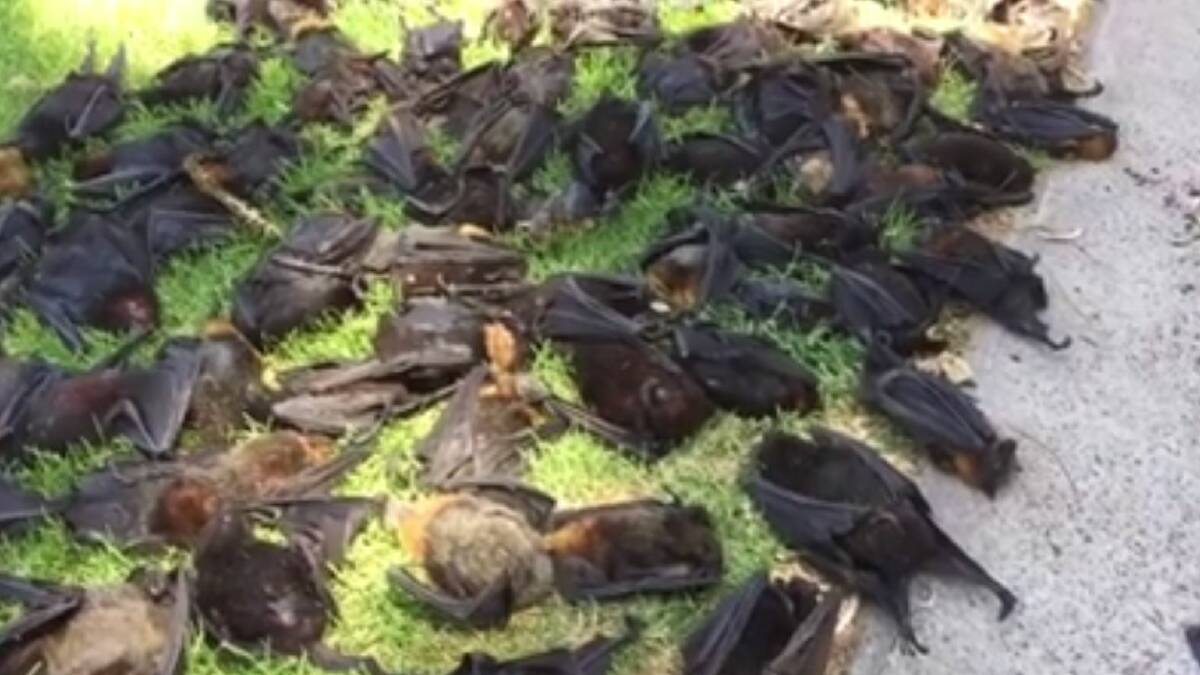 Flying Foxes Die In Heatwave The Maitland Mercury Maitland Nsw