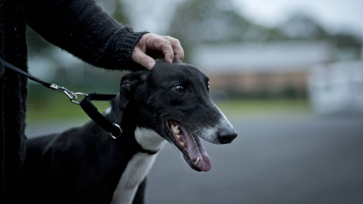 EASY GOING: The retired racer gets a pat from Ms Mills. He is in need of a permanent home. 