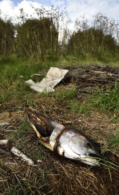 TIPPED OFF: A large fish, among other waste, illegally dumped on the roadside near the Melville Ford Bridge out the back of Aberglasslyn. Pictures: PERRY DUFFIN