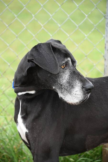 Georgia is a gentle 5-year-old Great Dane who was surrendered to the RSPCA as her owners couldn't afford to look after her.