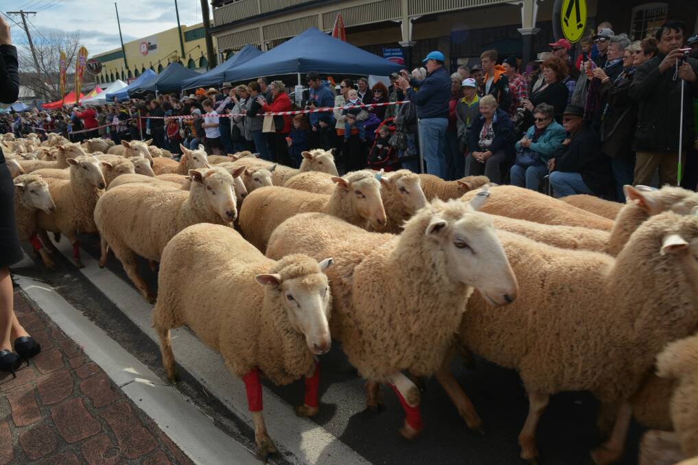 Running of the Sheep at Merriwa's Festival of the Fleeces 2016 The