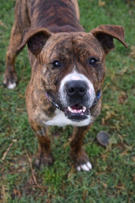 American Staffordshire Terrier Lewis is looking for a new family who will love him unconditionally.