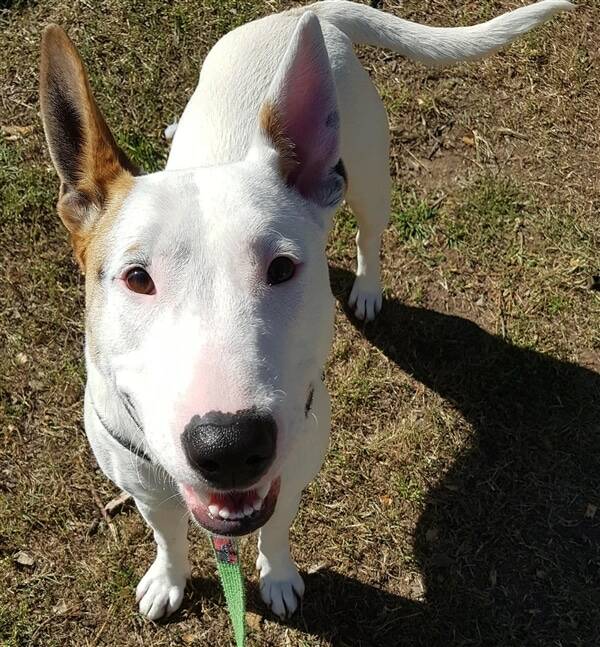 Marley the female bull terrier is searching for an active family as she is a ball of energy.