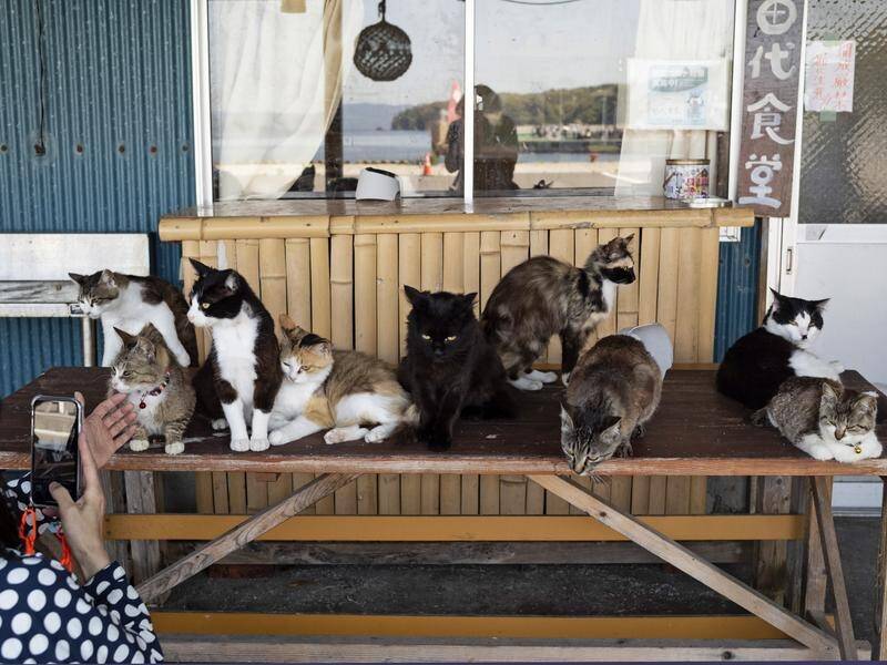 Cats on Tashirojima island in Ishinomaki, northeast of Japan, have become a tourist drawcard. (AP PHOTO)