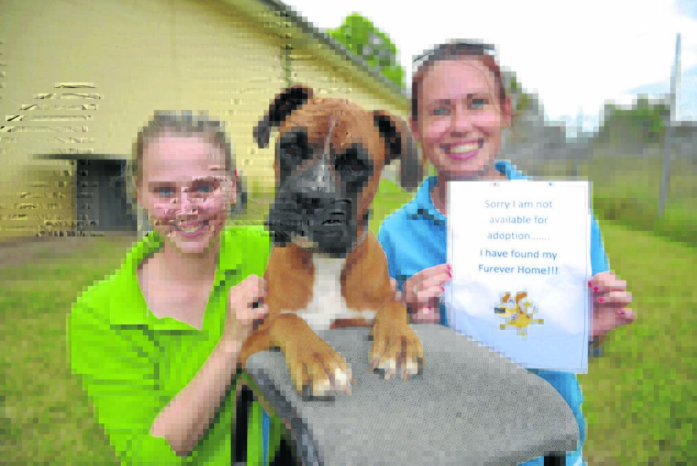 I'M OUTTA HERE:  Boxer Redford, who found a new home, with RSPCA team leader Kristen Muscio and animal attendant Abby Waters. 
Pictures by PERRY DUFFIN