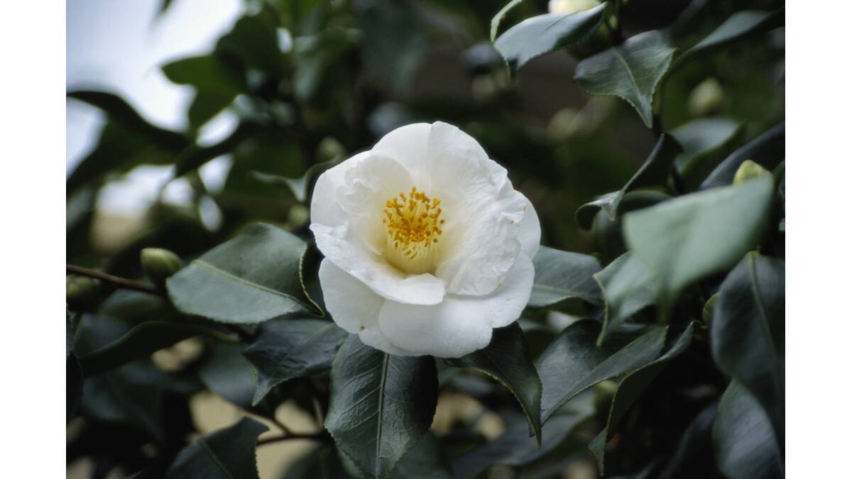 BEAUTIFUL BLOOMS: Camellias add colour and beauty to a garden and also attract native birds, especially honey eaters.