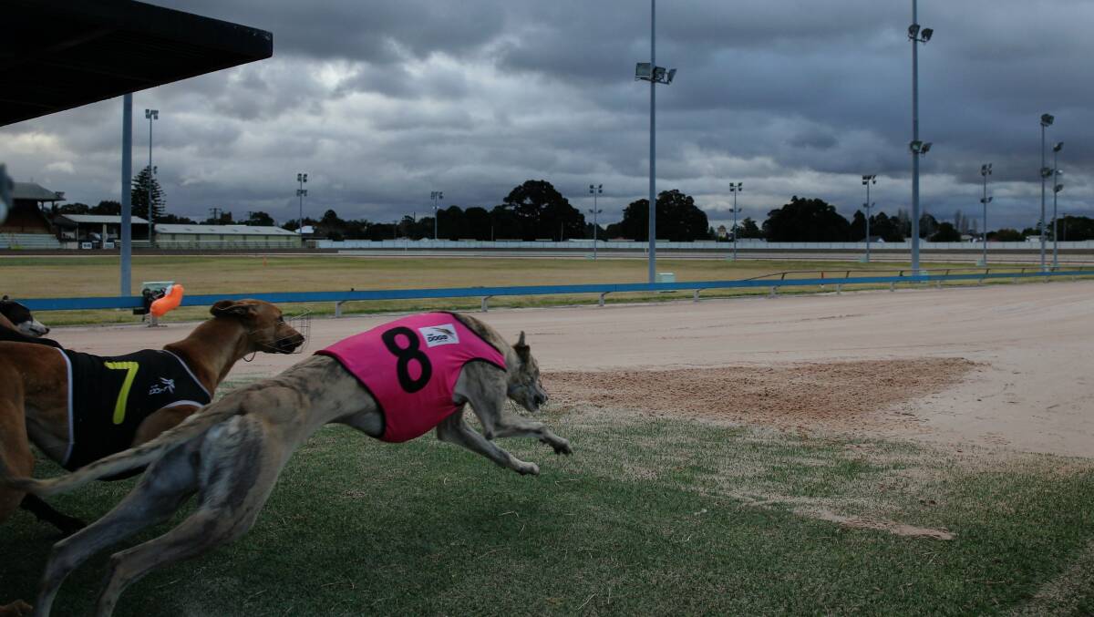 Greyhounds racing at Maitland earlier in 2016. Picture: Max Mason-Hubers