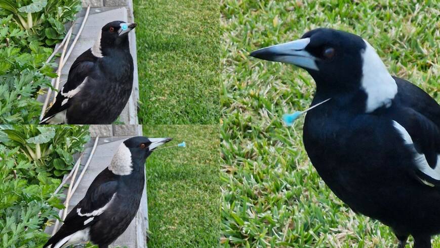The three magpies found at Chisholm with what appear to be blow darts stuck in them. Pictures supplied