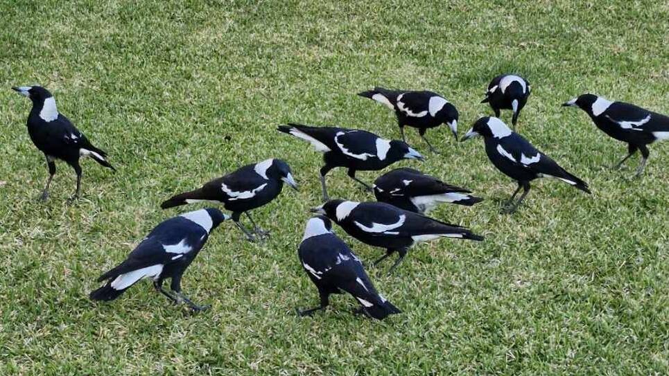 A family of magpies welcome the return of the injured bird. Picture supplied